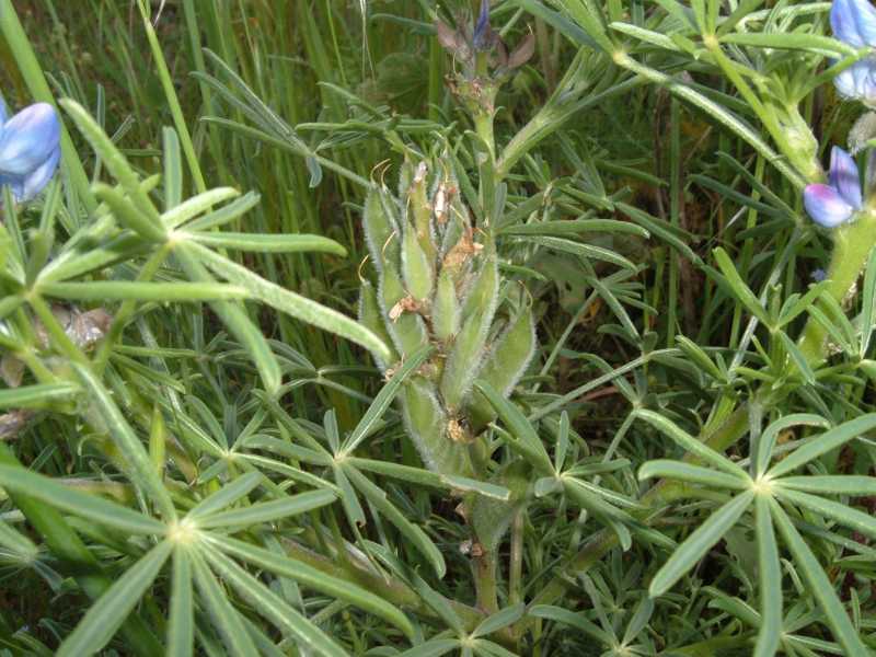 Lupinus angustifolius L. / lupino